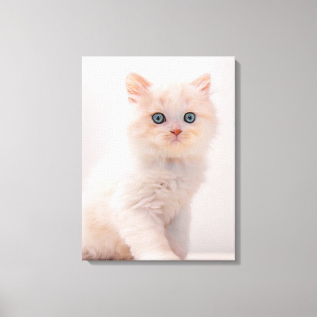 Cutest Baby Animals | Blue Eye Kitten Canvas Print (Front)