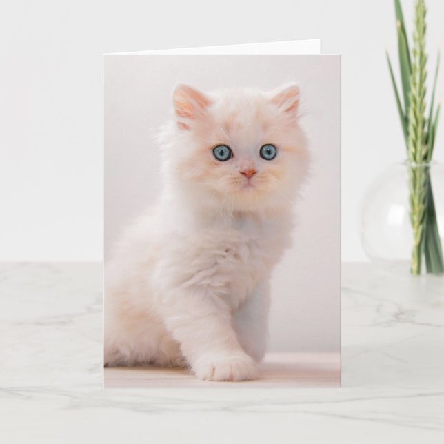Cutest Baby Animals | Blue Eye Kitten Card (Front)