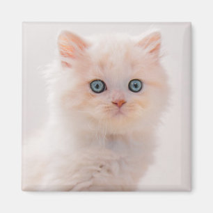 Cutest Baby Animals   Blue Eye Kitten Magnet