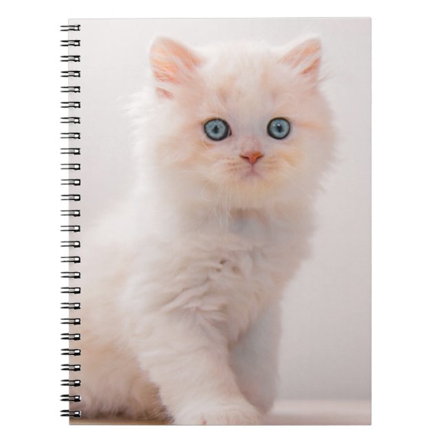 Cutest Baby Animals | Blue Eye Kitten Notebook (Front)
