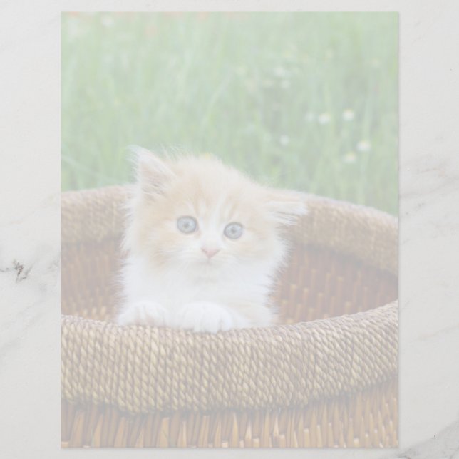 Cutest Baby Animals | Blue Eyed Kitten (Front)