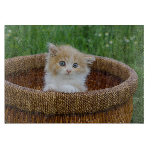 Cutest Baby Animals   Blue Eyed Kitten Cutting Board