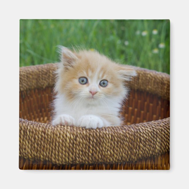 Cutest Baby Animals | Blue Eyed Kitten Magnet (Front)
