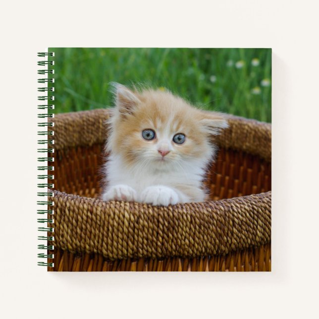 Cutest Baby Animals | Blue Eyed Kitten Notebook (Front)