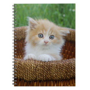 Cutest Baby Animals Blue Eyed Kitten Notebook