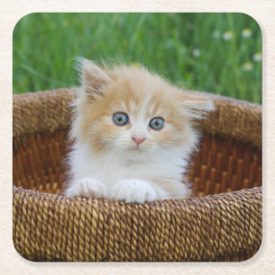 Cutest Baby Animals   Blue Eyed Kitten Square Paper Coaster