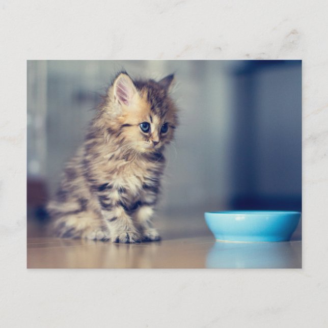 Cutest Baby Animals | Blue-eyed Persian Kitten Postcard (Front)