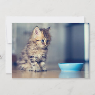 Cutest Baby Animals   Blue-eyed Persian Kitten Thank You Card