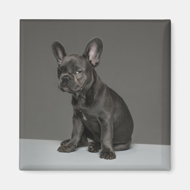 Cutest Baby Animals | Blue French Bulldog Puppy Magnet (Front)