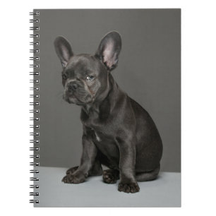 Cutest Baby Animals Blue French Bulldog Puppy Notebook