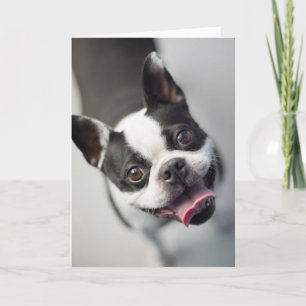 Cutest Baby Animals   Boston Bulldog Smile Card