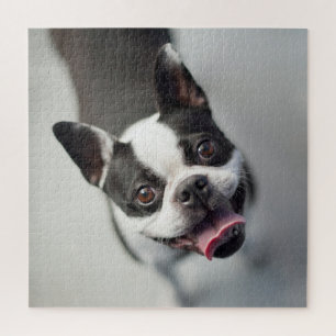 Cutest Baby Animals Boston Bulldog Smile Jigsaw Puzzle