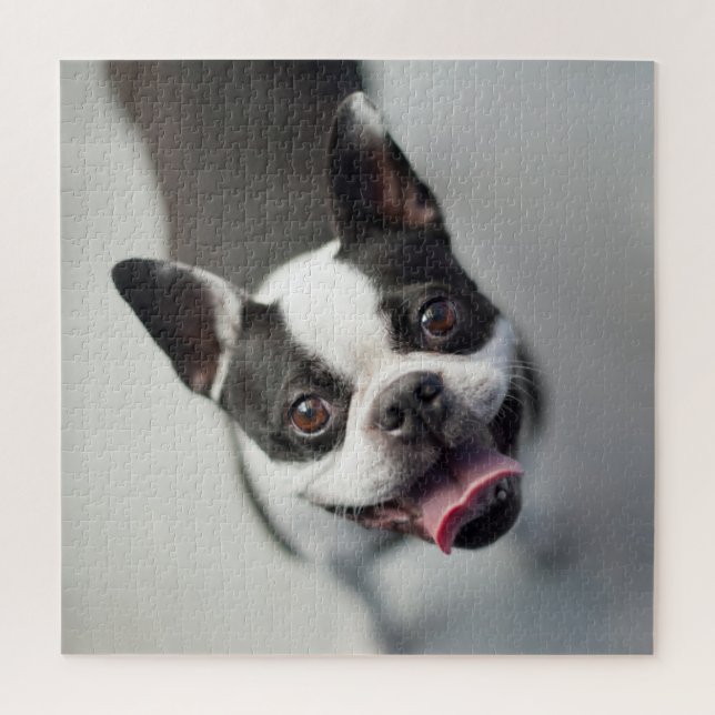 Cutest Baby Animals | Boston Bulldog Smile Jigsaw Puzzle (Vertical)