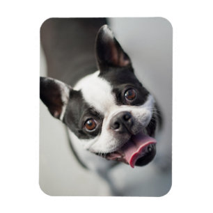 Cutest Baby Animals Boston Bulldog Smile Magnet