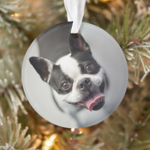 Cutest Baby Animals   Boston Bulldog Smile Ornament
