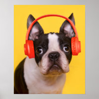 Cutest Baby Animals | Boston Terrier Headphones