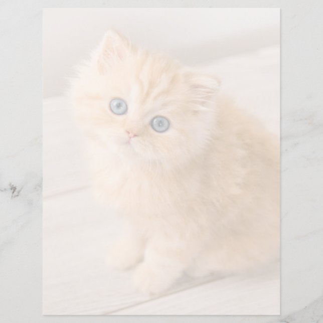 Cutest Baby Animals | British Longhair Kitten (Front)