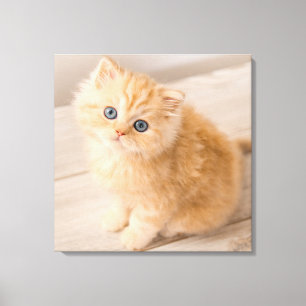Cutest Baby Animals   British Longhair Kitten Canvas Print