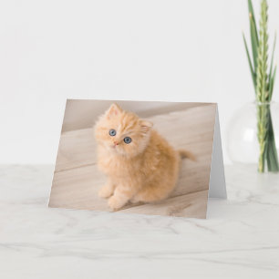 Cutest Baby Animals British Longhair Kitten Card