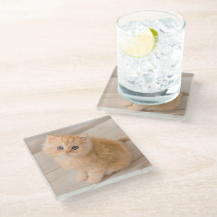 Cutest Baby Animals British Longhair Kitten Glass Coaster