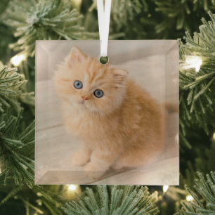 Cutest Baby Animals   British Longhair Kitten Glass Tree Decoration