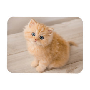 Cutest Baby Animals British Longhair Kitten Magnet