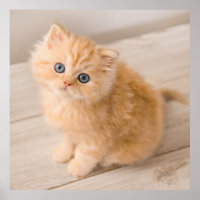 Cutest Baby Animals | British Longhair Kitten