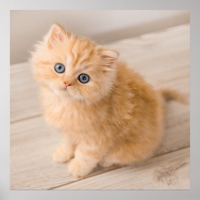 Cutest Baby Animals | British Longhair Kitten Poster (Front)