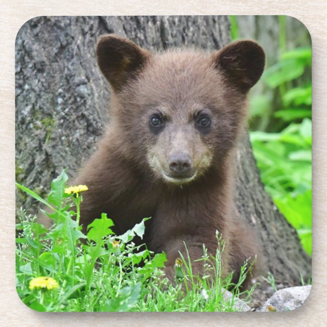 Cutest Baby Animals | Brown Bear Cub Coaster (Front)