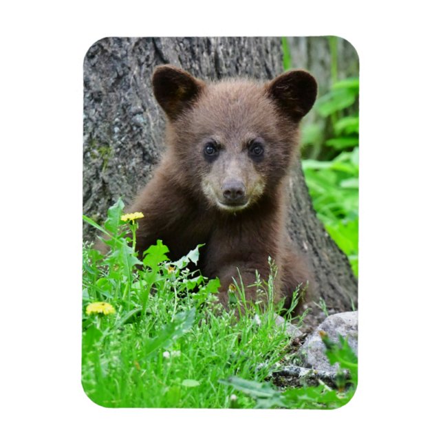 Cutest Baby Animals | Brown Bear Cub Magnet (Vertical)