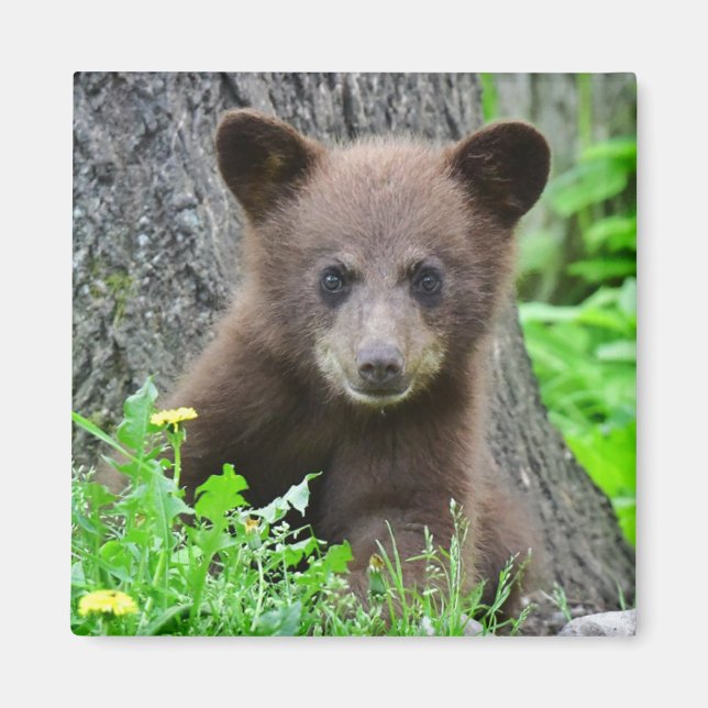 Cutest Baby Animals | Brown Bear Cub Magnet (Front)