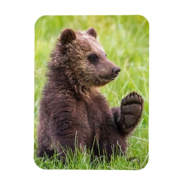 Cutest Baby Animals | Brown Bear Cub Wave Magnet (Vertical)