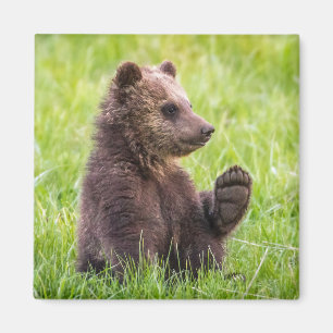 Cutest Baby Animals   Brown Bear Cub Wave Magnet