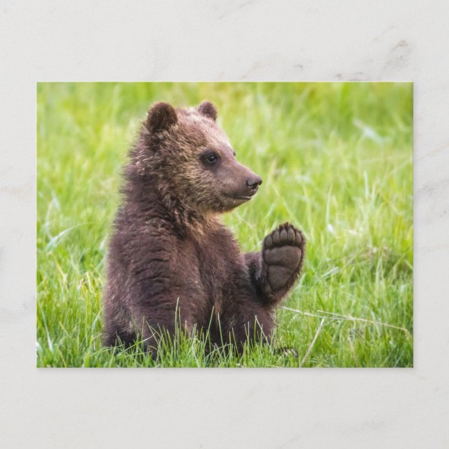 Cutest Baby Animals | Brown Bear Cub Wave Postcard (Front)
