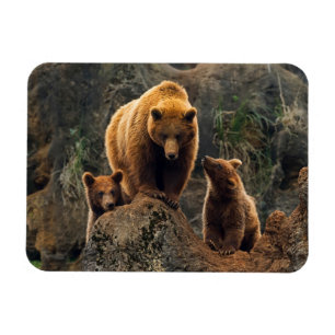 Cutest Baby Animals   Brown Bear Family Magnet
