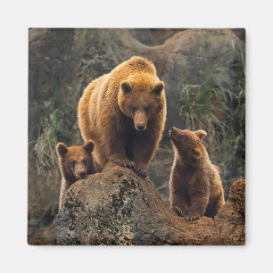 Cutest Baby Animals   Brown Bear Family Magnet