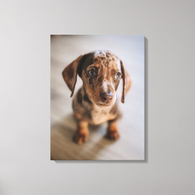 Cutest Baby Animals | Brown Dachshund Puppy Canvas Print (Front)