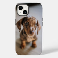 Cutest Baby Animals | Brown Dachshund Puppy