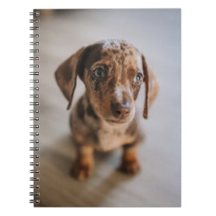 Cutest Baby Animals   Brown Dachshund Puppy Notebook