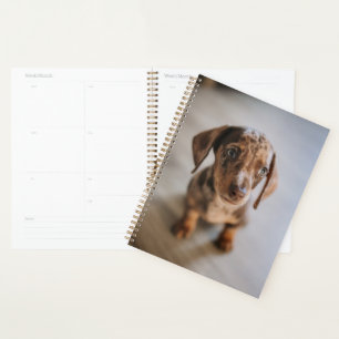 Cutest Baby Animals   Brown Dachshund Puppy Planner