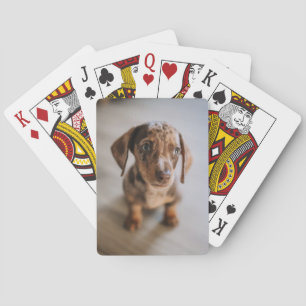 Cutest Baby Animals   Brown Dachshund Puppy Playing Cards