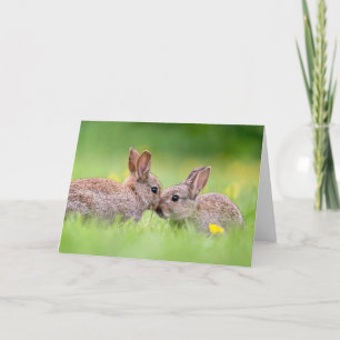 Cutest Baby Animals   Bunny Kiss Card