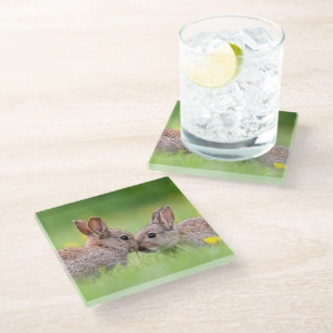 Cutest Baby Animals Bunny Kiss Glass Coaster