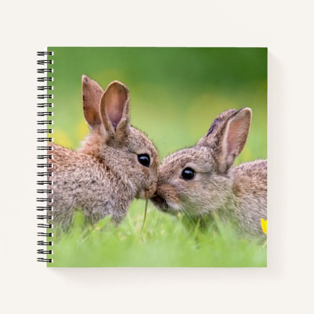 Cutest Baby Animals | Bunny Kiss Notebook (Front)
