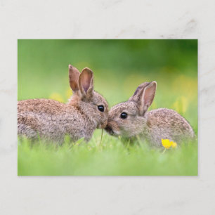 Cutest Baby Animals Bunny Kiss Postcard