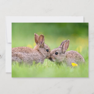 Cutest Baby Animals Bunny Kiss Thank You Card