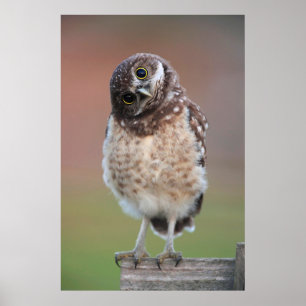 Cutest Baby Animals   Burrowing Owl Owlet Poster