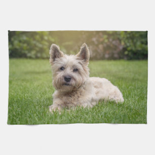 Cutest Baby Animals   Cairn Terrier Dog Tea Towel