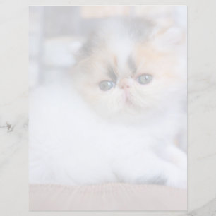 Cutest Baby Animals   Calico Persian Kitten