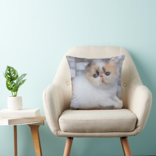 Cutest Baby Animals   Calico Persian Kitten Cushion